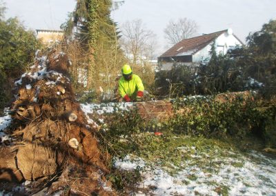 baumfaellung